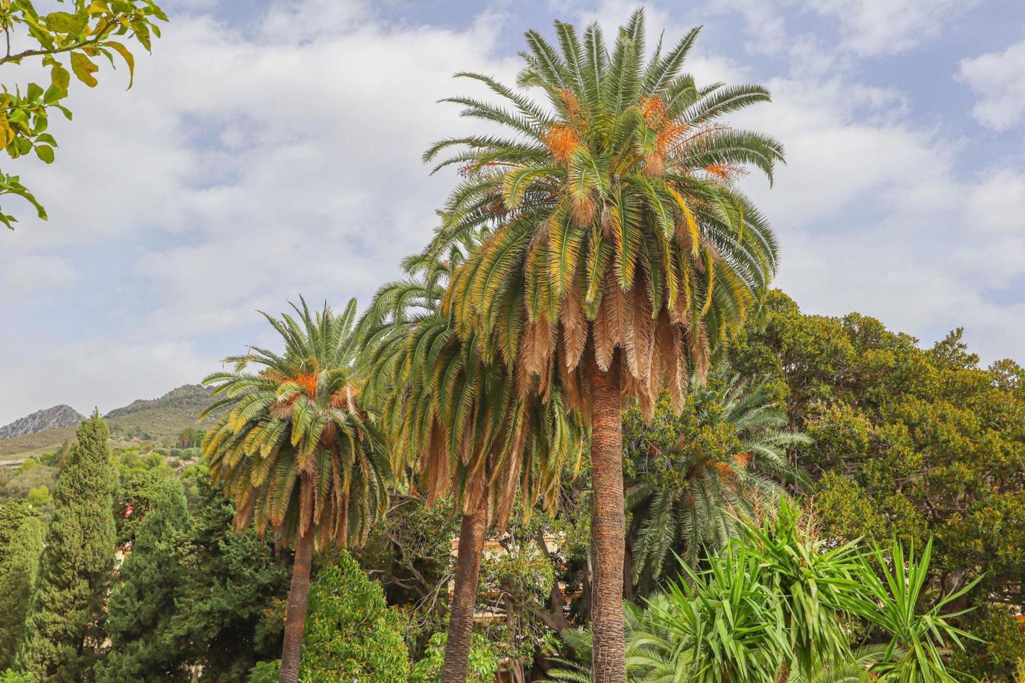 "Le Garavan Palace" Idyllique, Proche Gare Et Plage Menton Eksteriør bilde